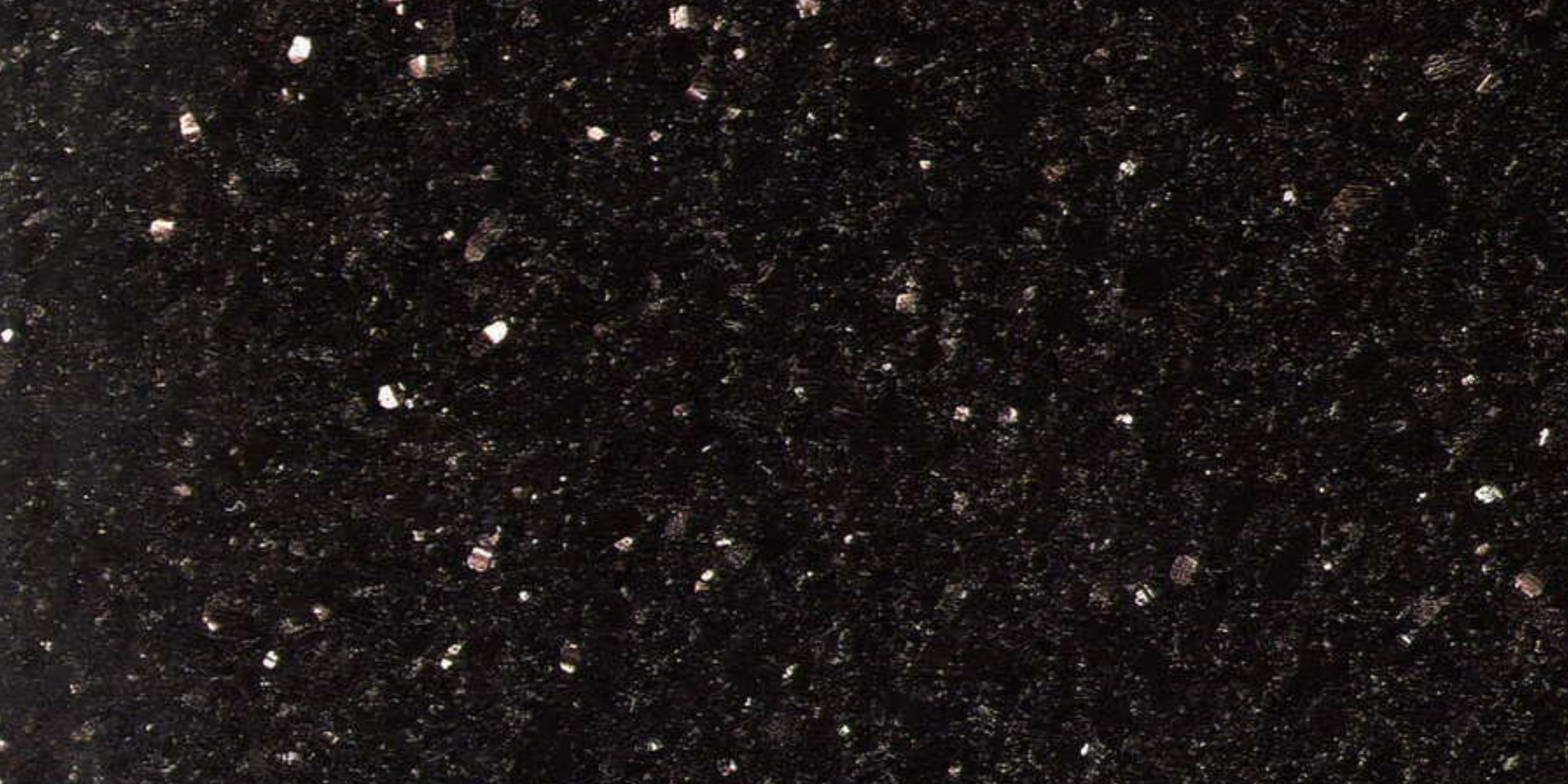 LABRADOR OSCURO